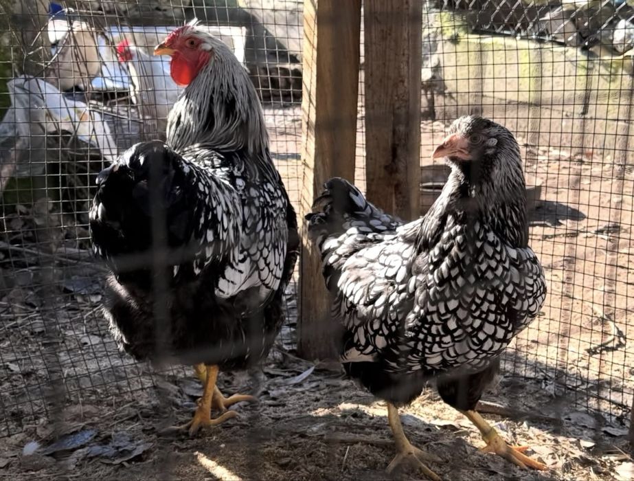 Ovos férteis para incubação e pintos de raça