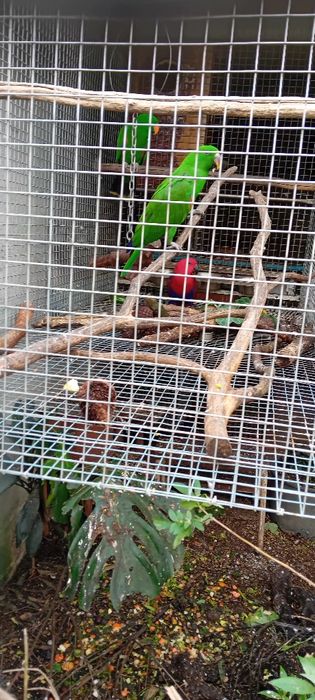 Aves  criadas em cativeiro