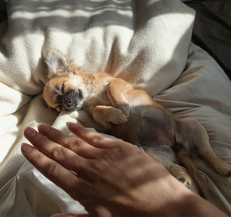 Chihuahua cudowna szczeniak suczka długowłosa sable
