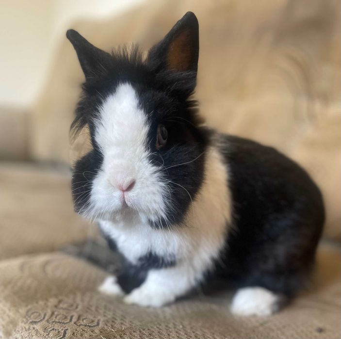 Hotel psów, kotów, królików i innych zwierząt