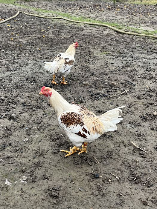 Продам когутів  13 місяці