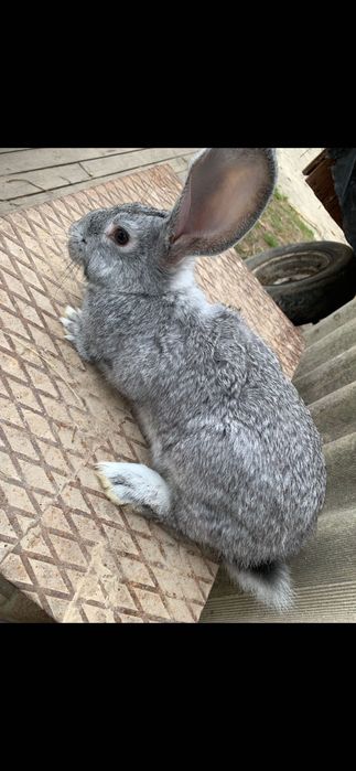 Продам кролів шиншила