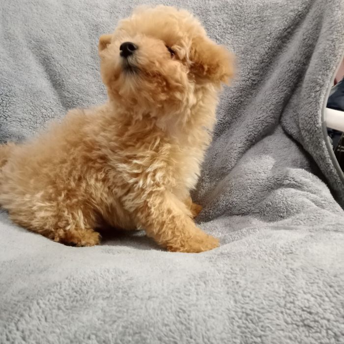 Хлопчик,міні- МальтіпуF1