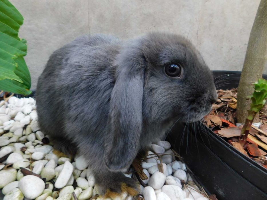 Baranki   niebieskie i niebiesko - biała mini lop samiczka