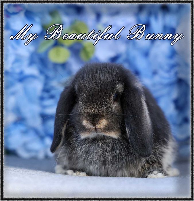 Młody Piękny Króliczek 100% Mini Lop - Black Otter