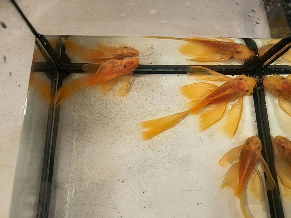 Harem Zbrojnik ancistrus L144 lemon blue eyes long fin