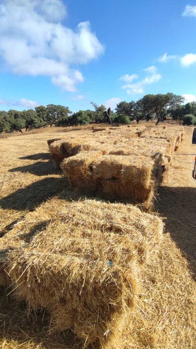 Vendo feno grosso / palha de pastagem – zona Ourique