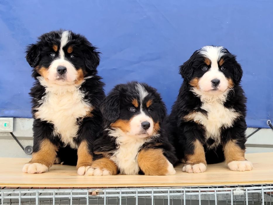 Berneński Pies Pasterski