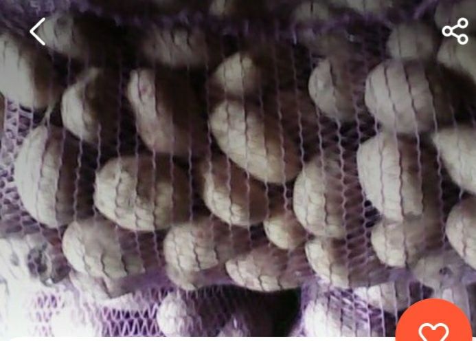 Продам  картоплю домашня без хімії
