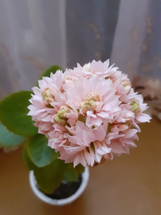 Квітучі каланхоє.