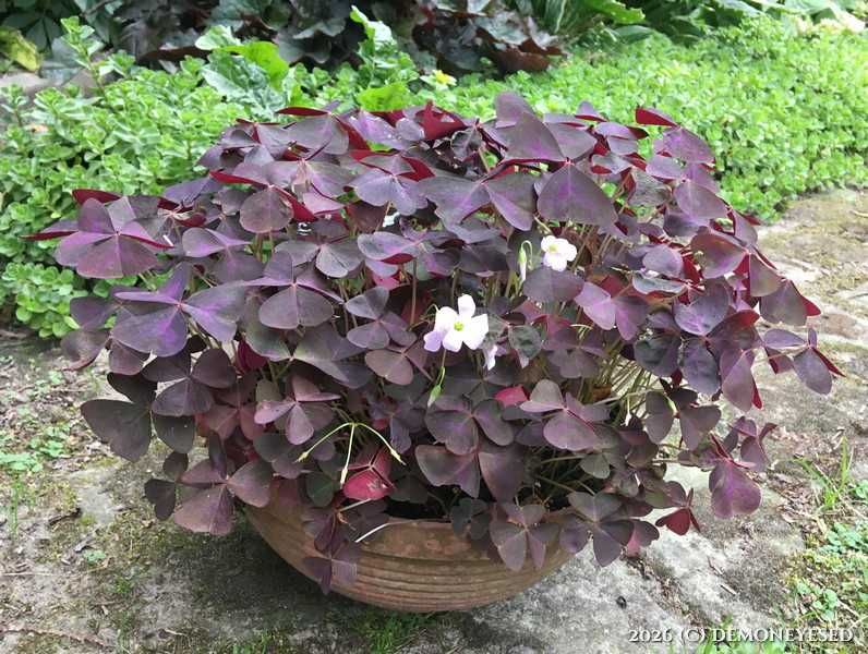 Kłącza Szczawik purpurowy Oxalis triangularis zestaw 10 szt.