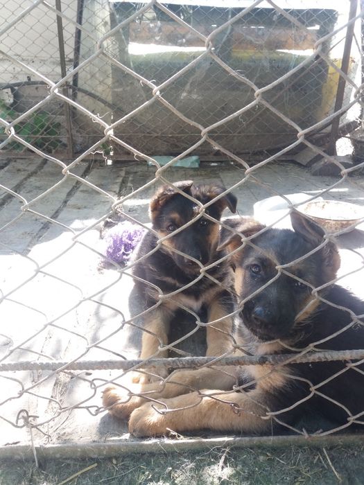 Чудові цуценята німецької віівчарки . Вакциновані.