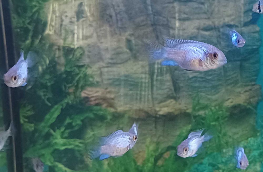Andinocaras sp "Electric Blue" (6 cm)