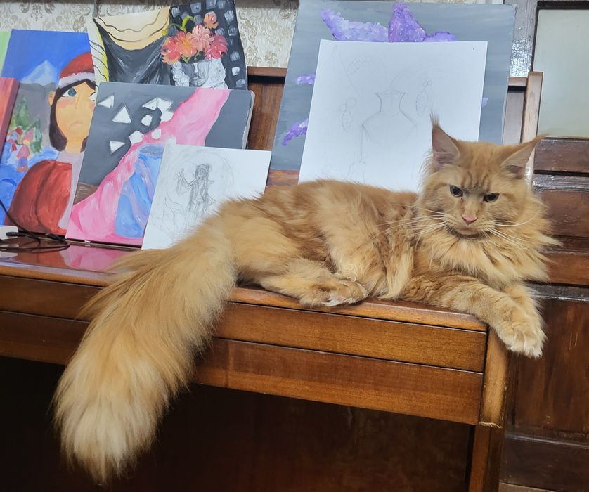 Котята Мейн-кун, питомник