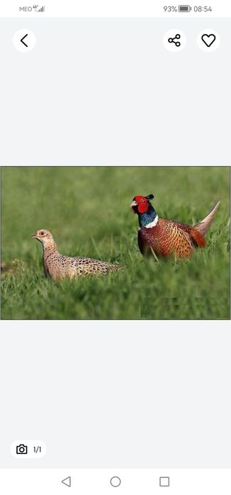 Pato Carolino macho de 2025