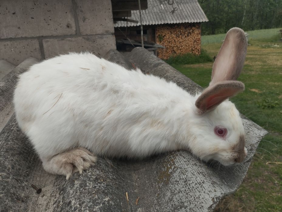 Продам кролі віком від 2 до 4 місяців