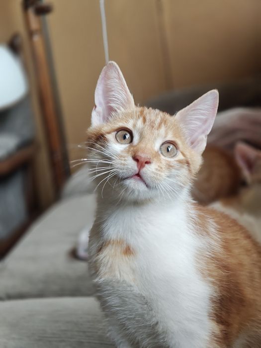 Rude kocięta z domu tymczasowego do adopcji
