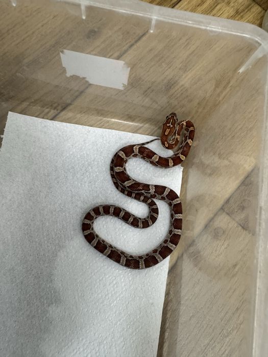 Wąż zbożowy z 2025r młode samiczki i samce