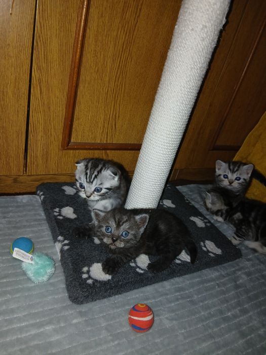 Шотландские котята