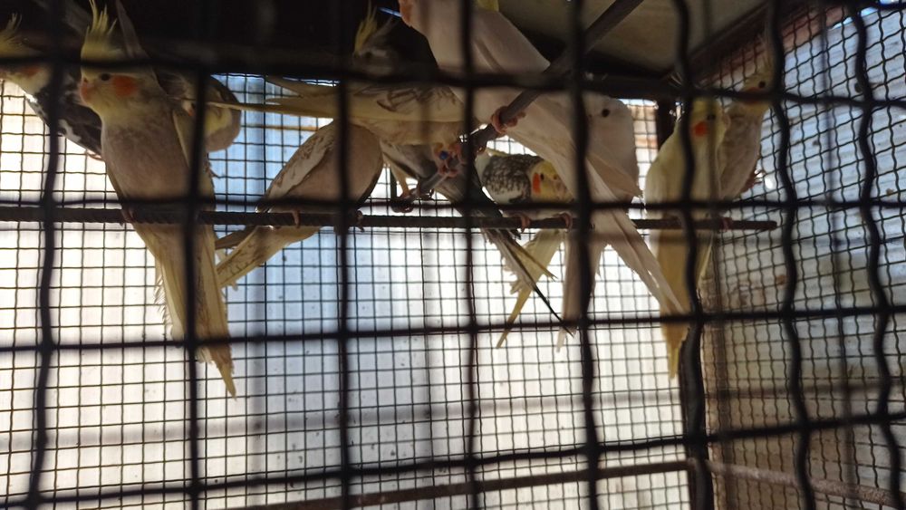 Caturras e periquitos