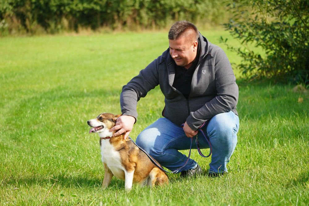 Flog - rewelacyjny pies szuka domu