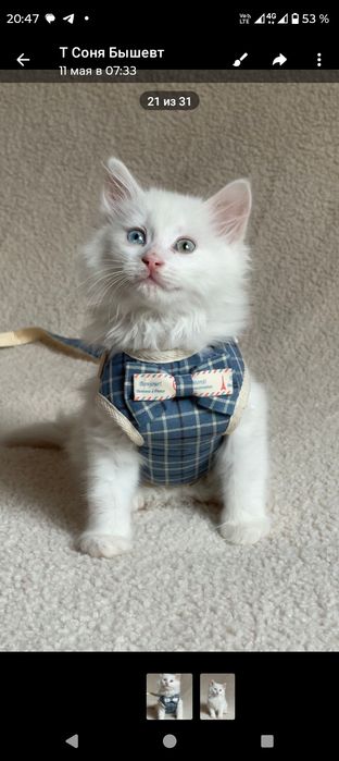 Продам кошенят різнооких