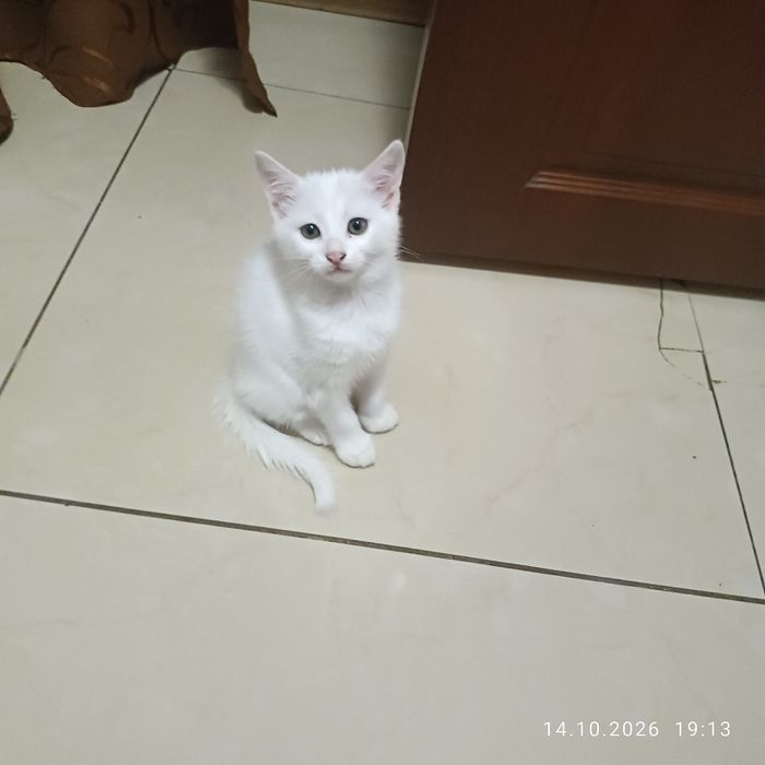 Отдам котят в добрые руки