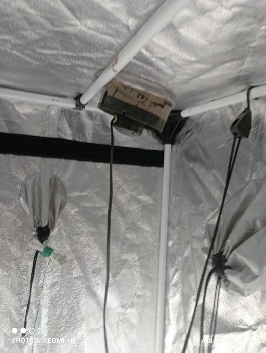Tenda pra cultivo de Tomates InDoor