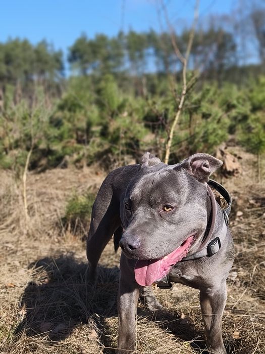 Uzi - piękny  amstaff szuka domu