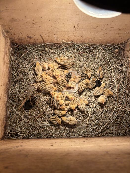 Przepiórki 3 tygodniowe czysto rasowe