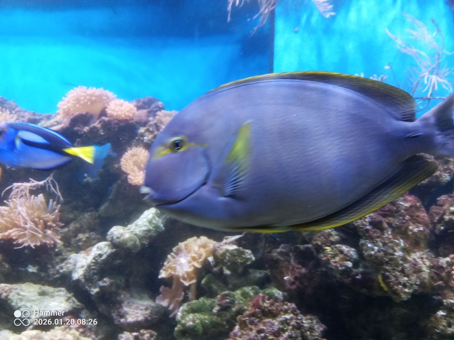 Ryba morska pokolec XXXL 45cm