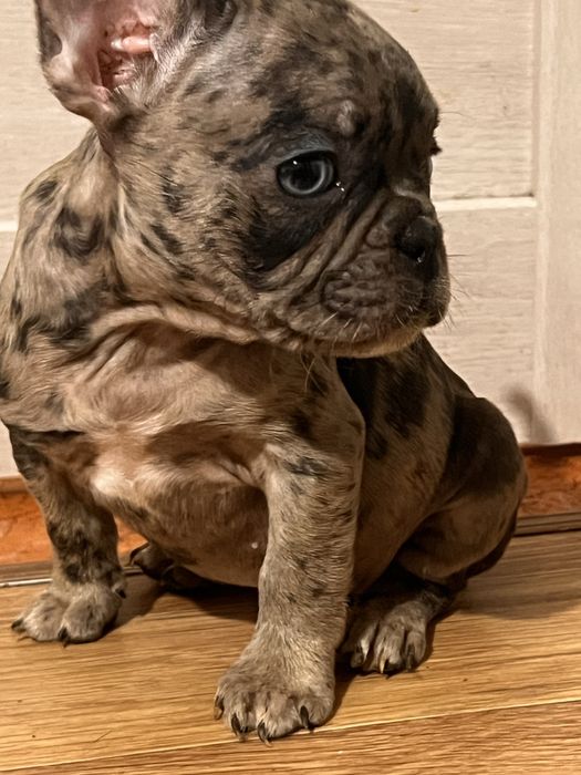 Французькі бульдоги