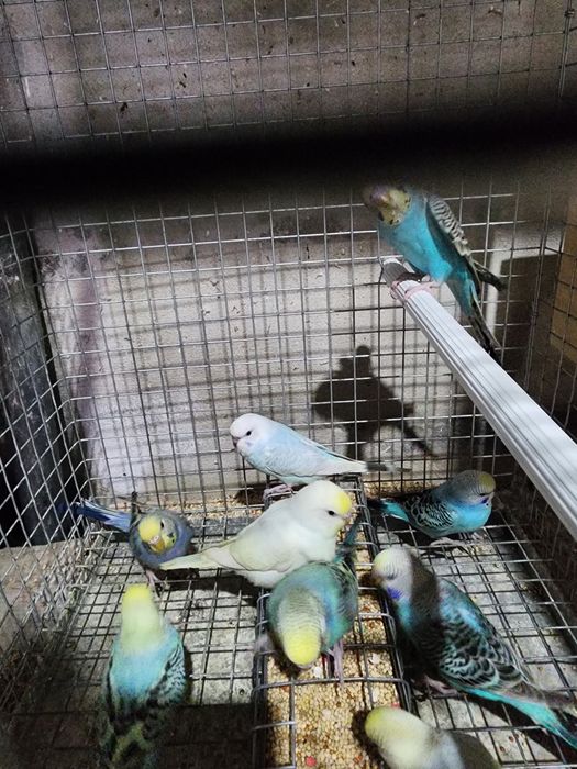 Piriquitos Australianos coloridos