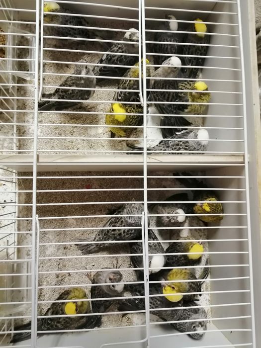 Canários lizard Cascais