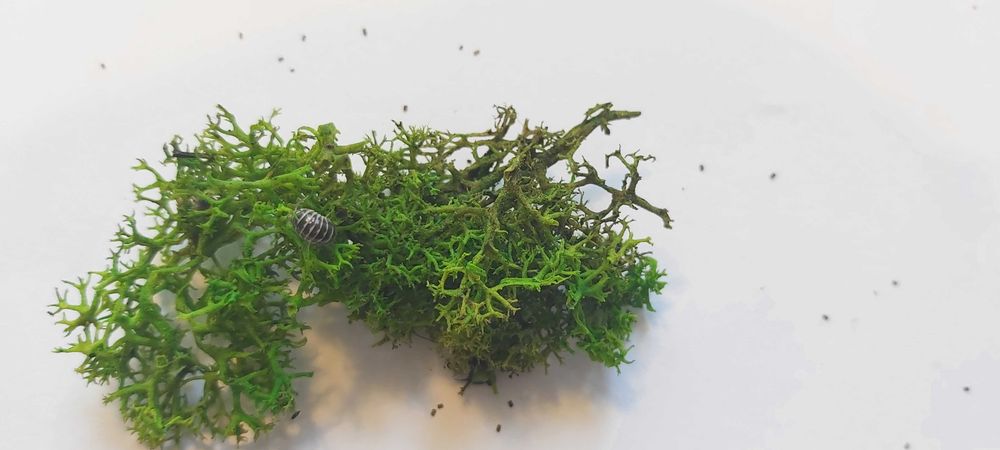 Isopody Armadillidium Maculatum