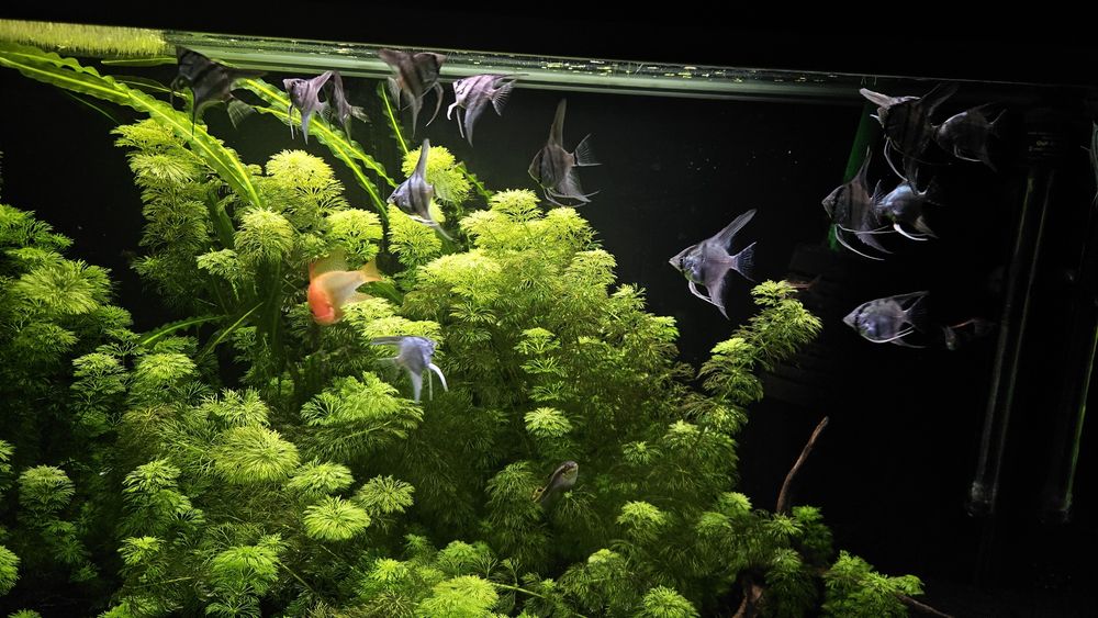 Filhotes Escalares azuis.