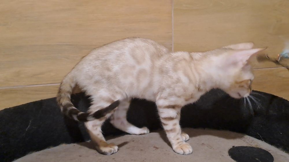 Бенгальский кот снежный