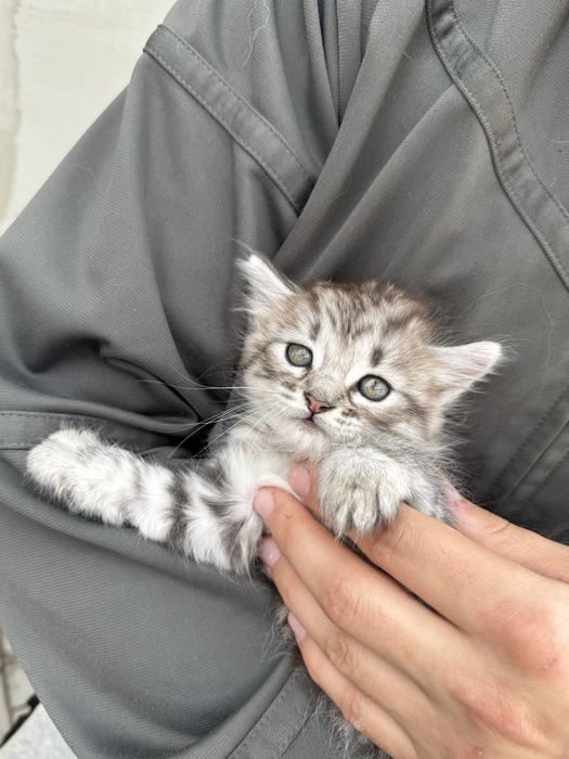 Віддам кошеня дівчинка