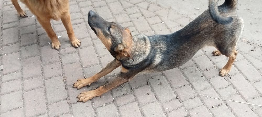 Молоді собаки для охорони