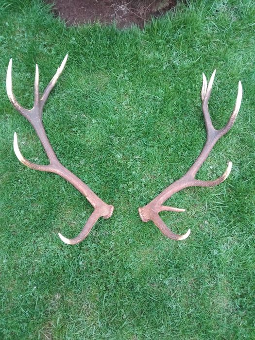 Poroże Jelenia zrzuty tegoroczne