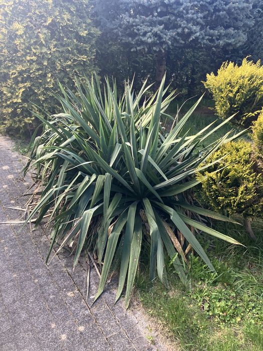 Piękna jukka ogrodowa