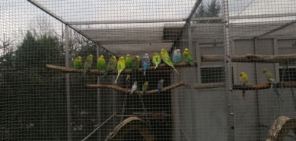 Papugi faliste młode i dorosle