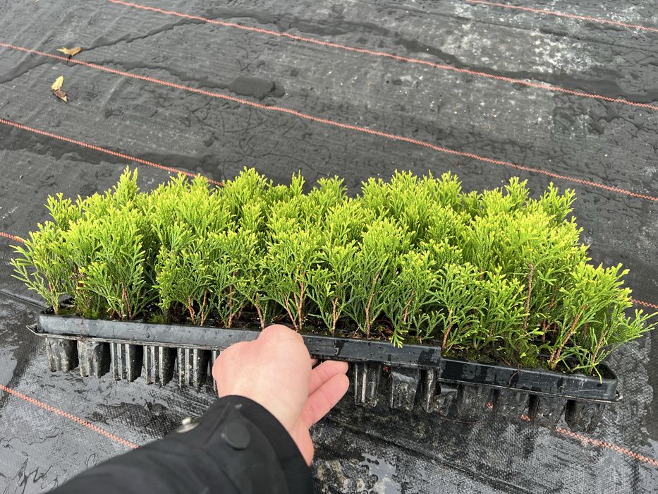 Саджанці туя Голд Смарагд в мультипалеті ОПТ