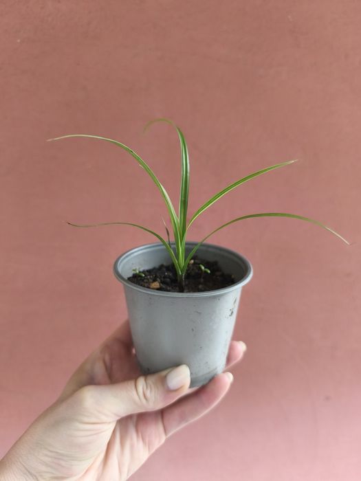 Осока трьохроздільна, Ред Барон, міскантус зебріна карликова