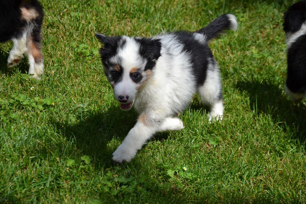 Border Collie piesek