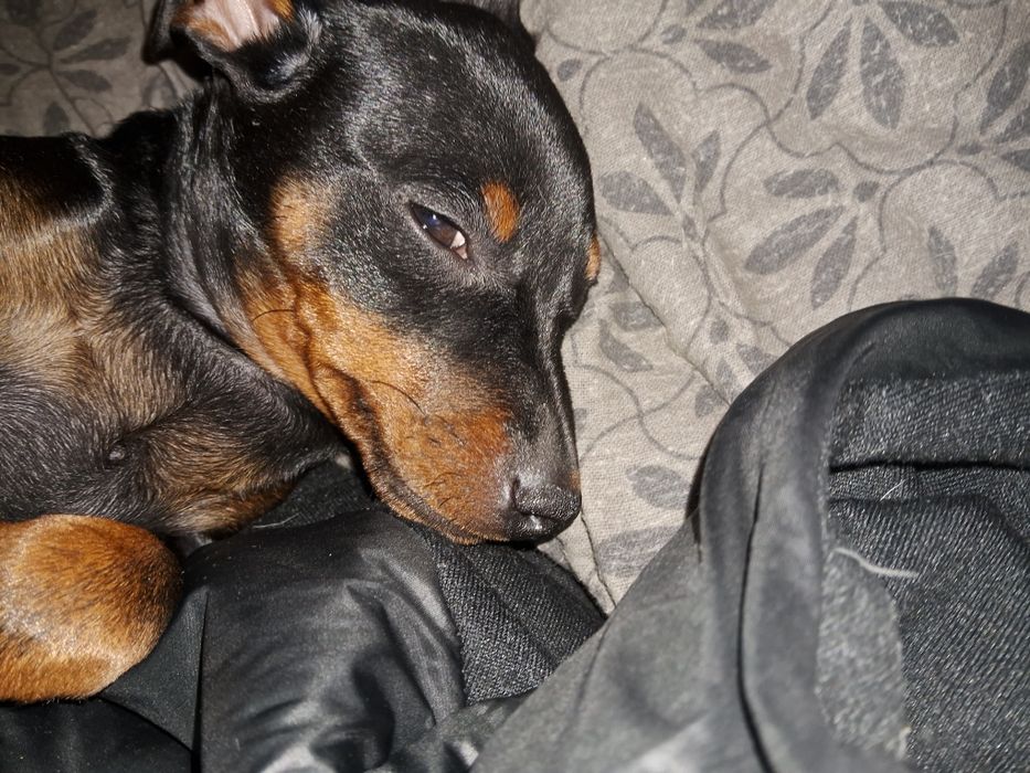 Продам щенков цвергпинчер!