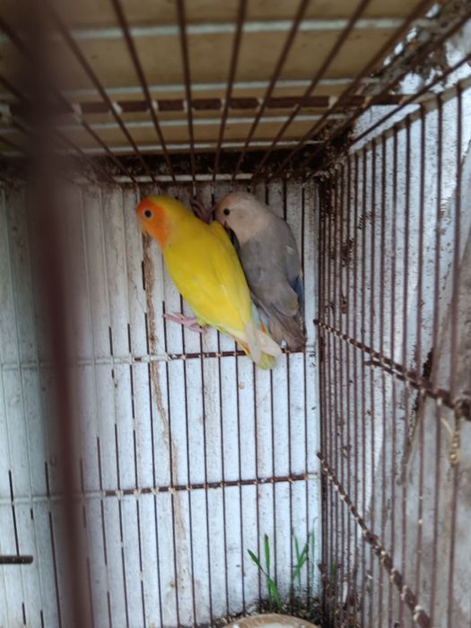 Vendo casal de Rosecollis nascidos no ano de 2025.