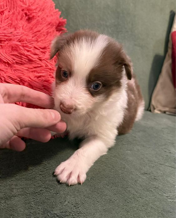 Border collie pies chocko merle Lolek
