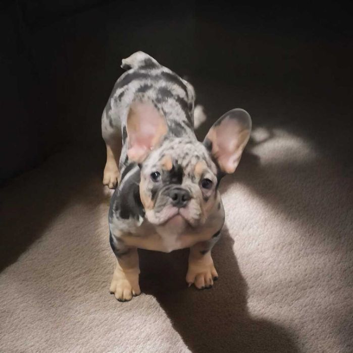 Мерле девочка  топ