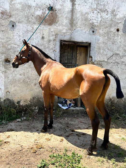 Égua PSL pontuada